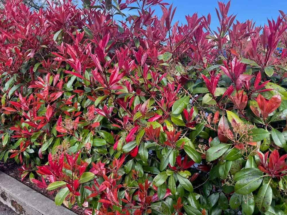 Photinia × fraseri 04.jpeg