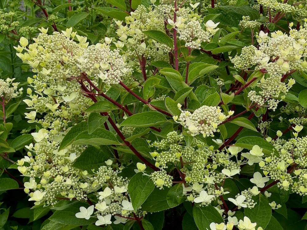 Hydrangea paniculata 'Wim's Red' 04.jpeg