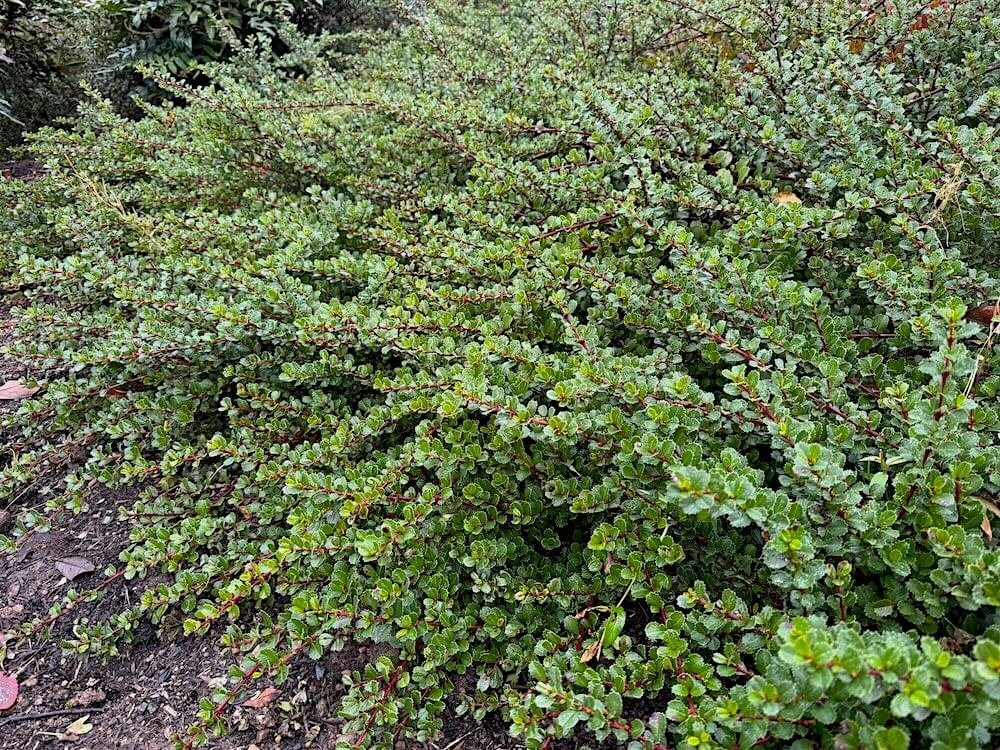 Ceanothus gloriosus 03.jpeg