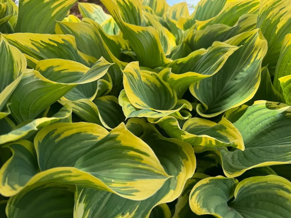Hosta 'Sagae' 06.jpeg