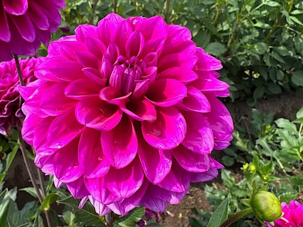 Dahlia 'Beets Me' 02.jpeg