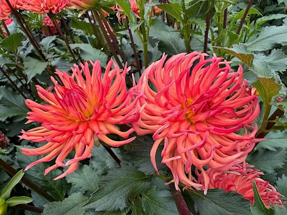 Dahlia 'Bed Head' 01.jpeg