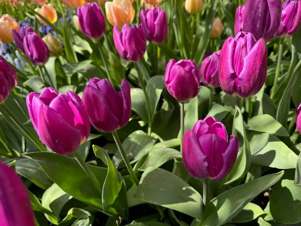 Tulipa 'Saigon' 05.jpeg