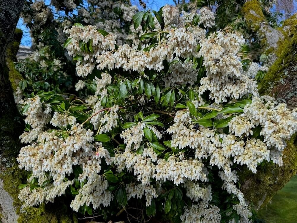 Pieris japonica 05.jpeg