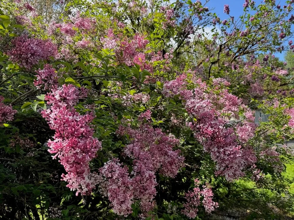 Syringa pubescens subsp. microphylla 'Superba' 03.jpeg