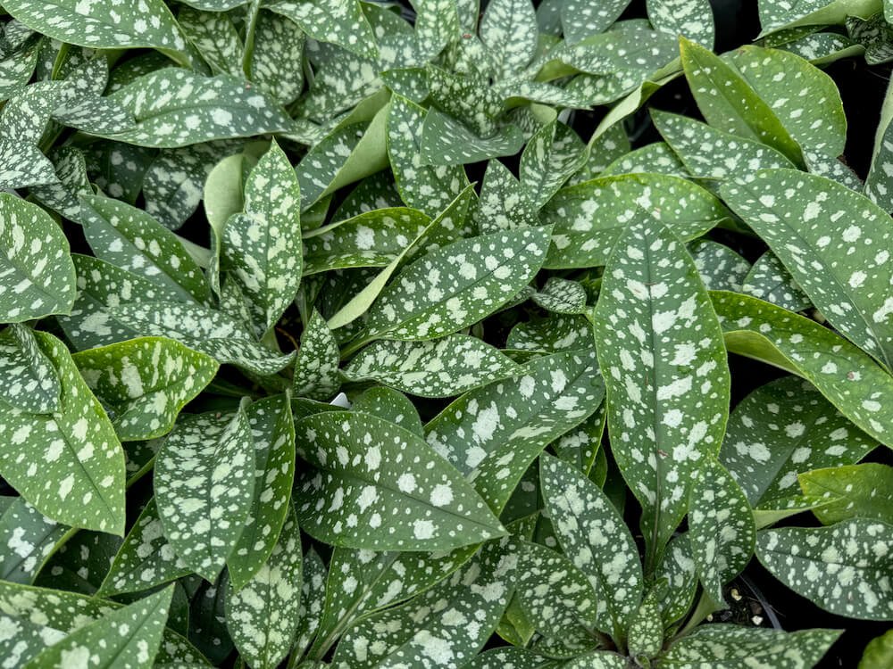 Pulmonaria 'Trevi Fountain' 04.jpeg