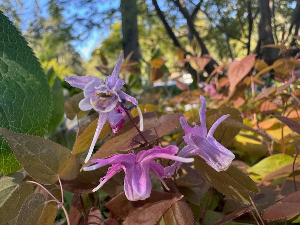 Epimedium grandiflorum 'Queen Esta' 02.jpeg