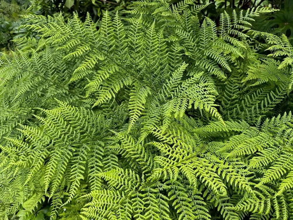 Dryopteris dilatata 'Recurvata' 07.jpeg