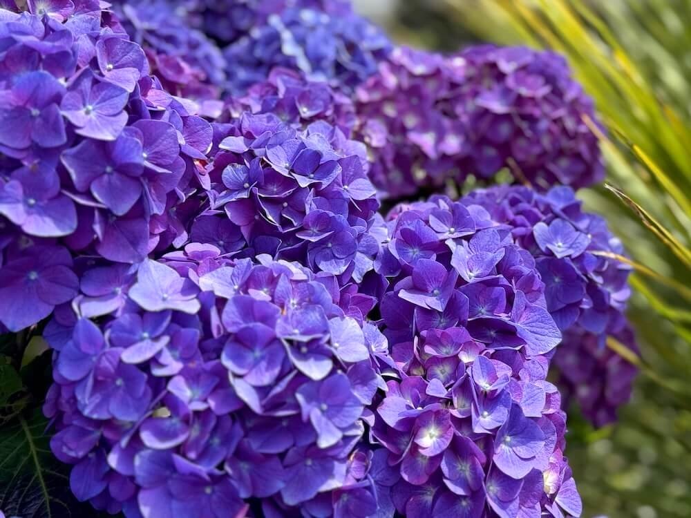 Hydrangea macrophylla 'SC-04-20' 03.jpeg