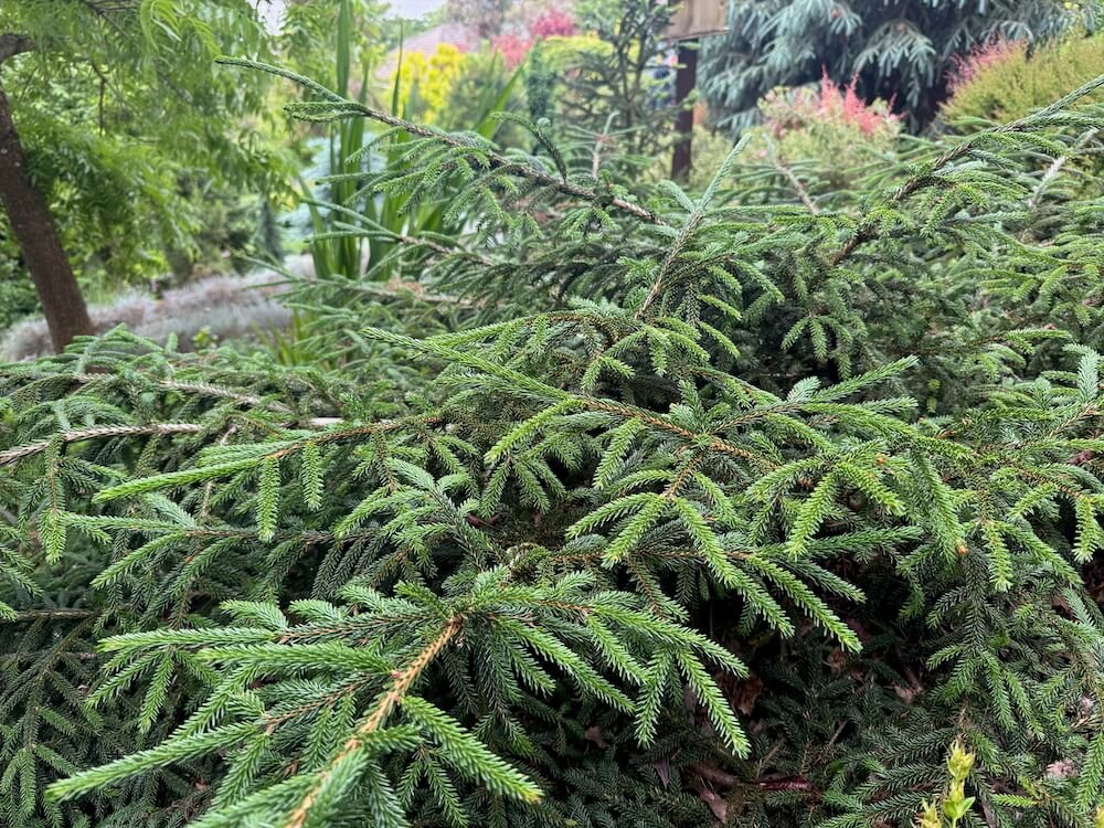 Picea orientalis 'Ferny Creek Prostrate' 03.jpeg