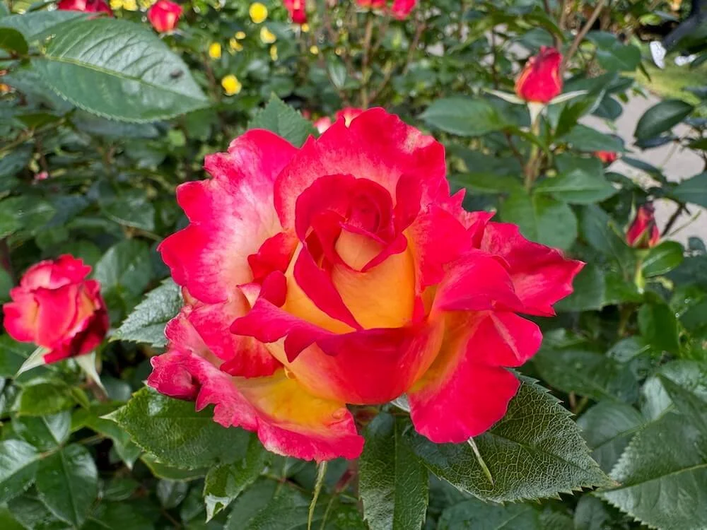 Rosa 'Julie Andrews' (Julie Andrews Hybrid Tea Rose) — Northwest Blooms