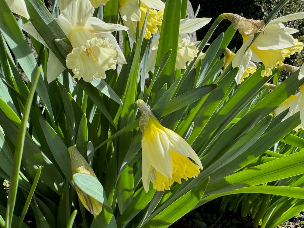 Narcissus 'Lemon Glow' 03.jpeg