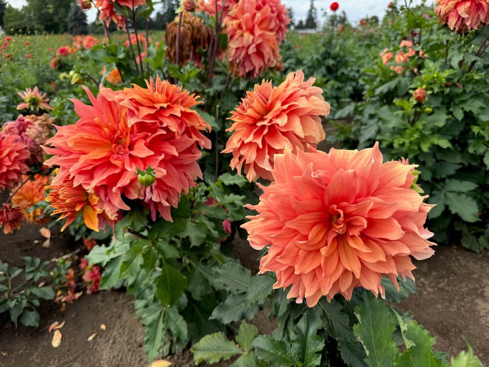 Dahlia 'Mango Madness' 04.jpeg