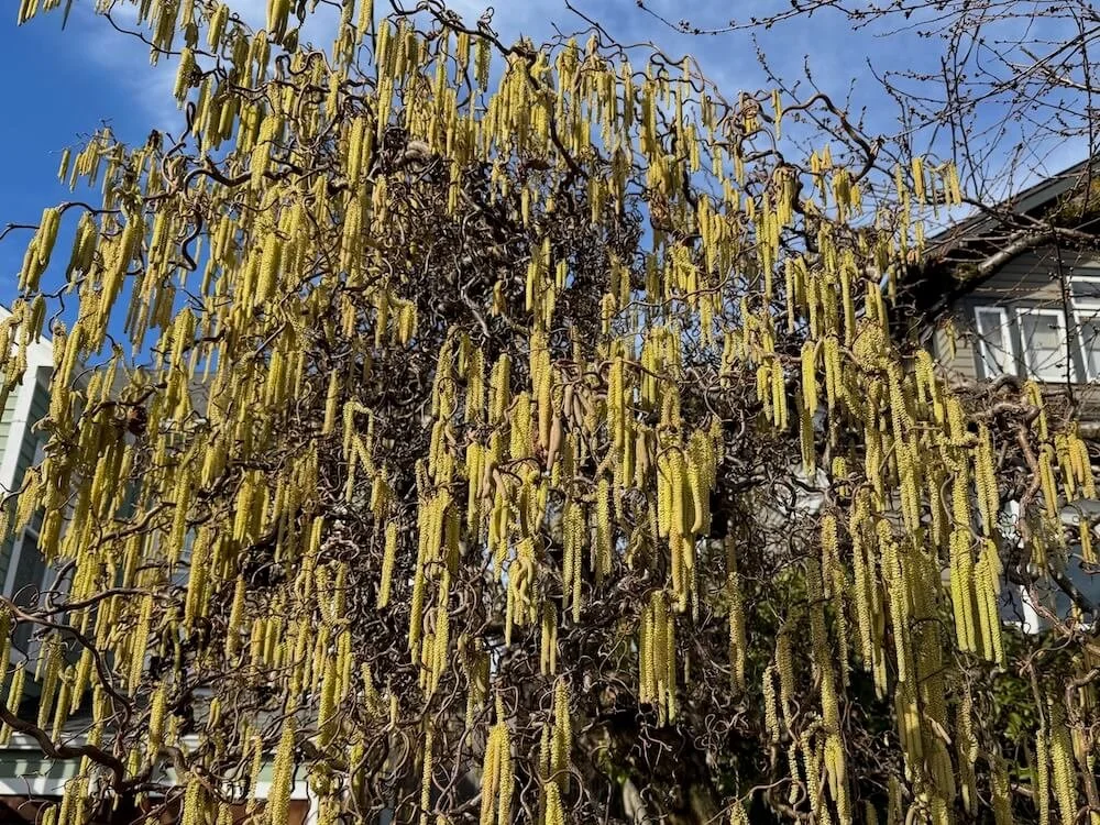 Corylus avellana 'Contorta'  03.jpeg