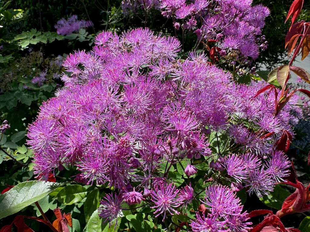 Thalictrum aquilegifolium 'Black Stockings' | Black Stockings Meadow Rue
