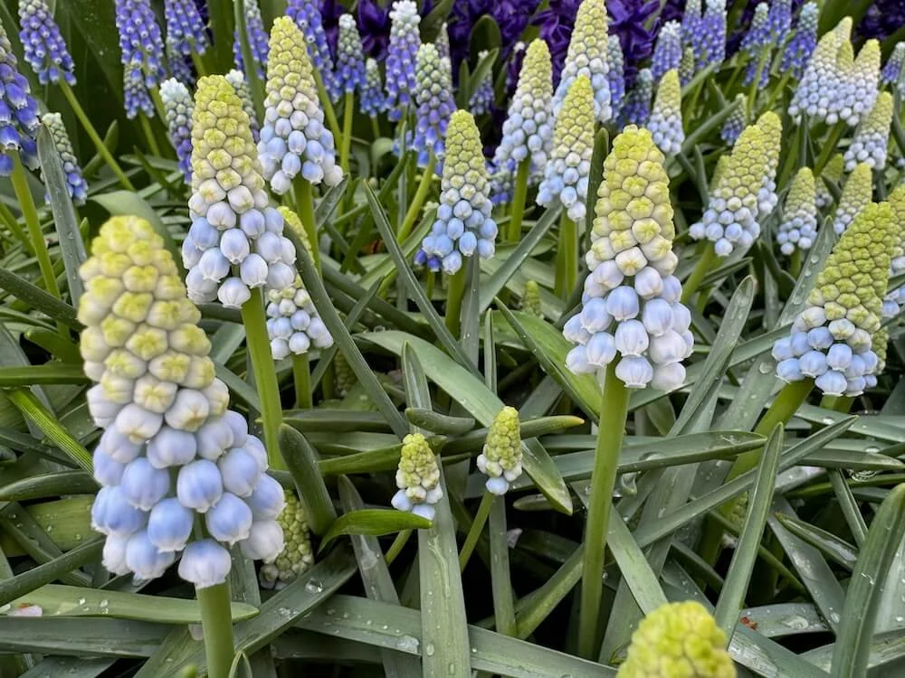Muscari aucheri 'Ocean Magic' 03.jpeg