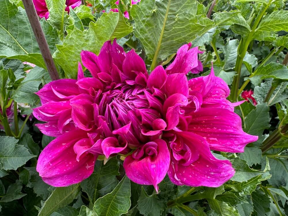 Dahlia 'Emory Paul' 02.jpeg