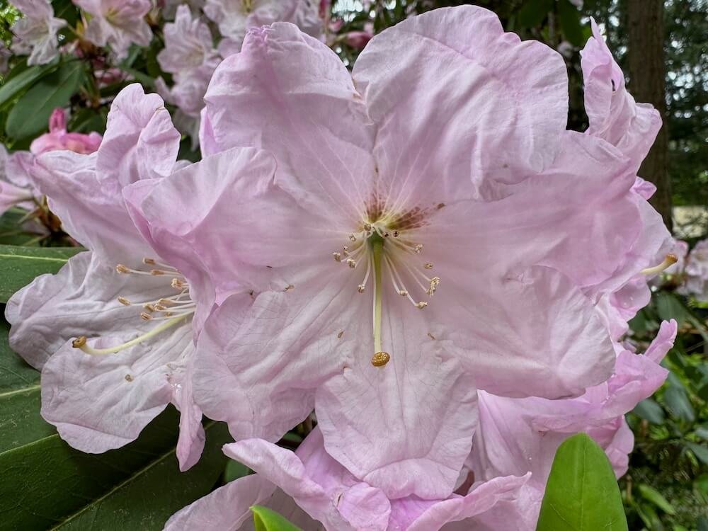Rhododendron Yuefengense 01.jpeg