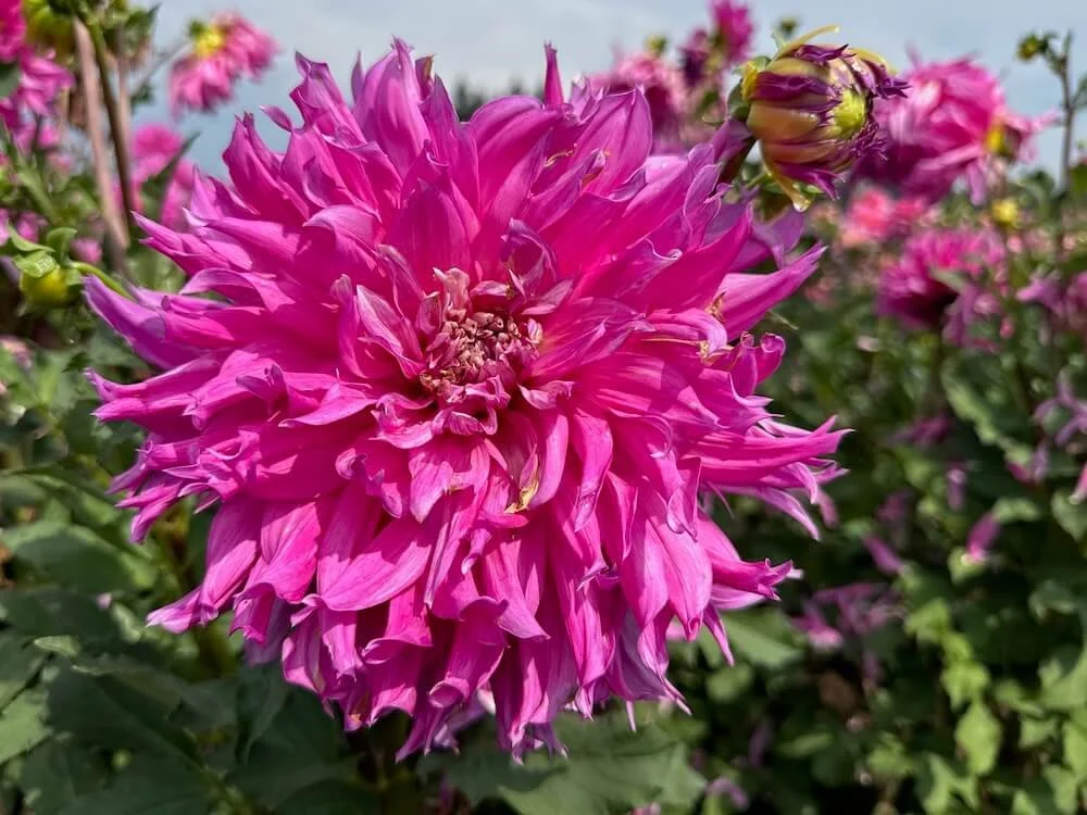 Dahlia 'Helen Richmond' 05.jpeg