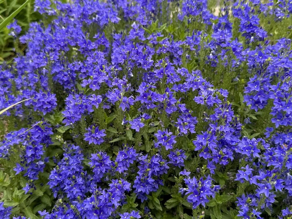 Veronica teucrium 'Royal Blue' 01.jpeg