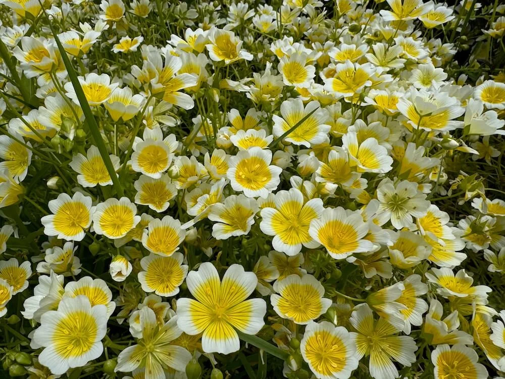 Limnanthes douglasii | Poached Egg Plant