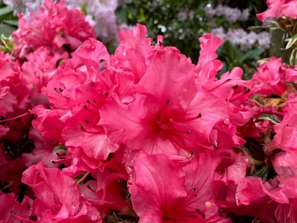 Rhododendron 'Silver Sword' 03.jpeg