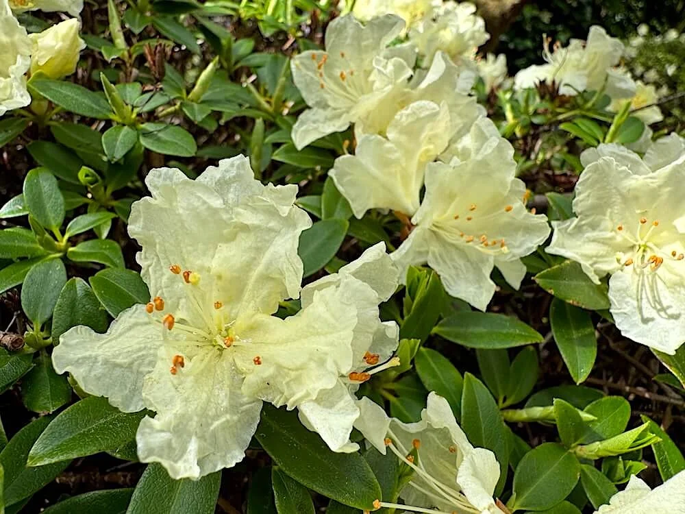 Rhododendron keiskei 'Yaku Fairy' 04.jpeg