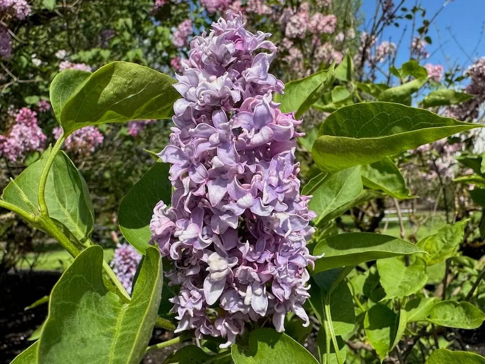 Syringa vulgaris 'Fred Wilke' 02.jpeg