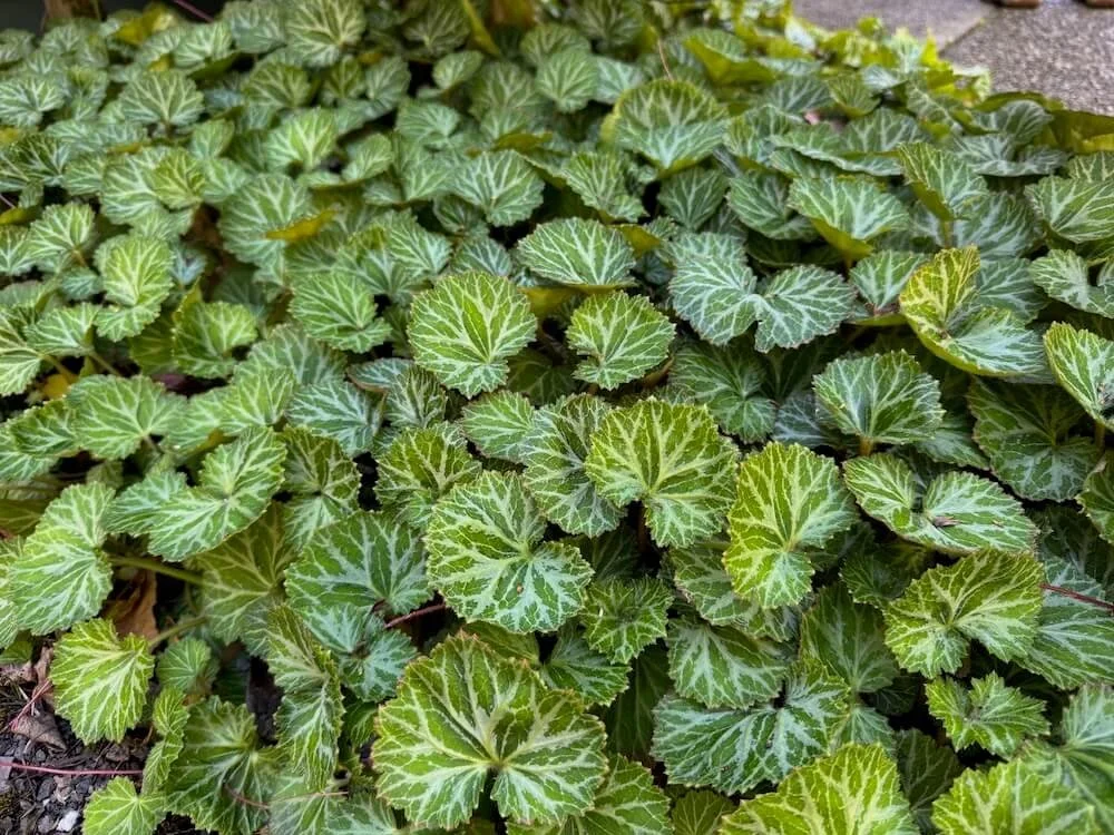 Saxifraga 'Hsitou Silver' 04.jpeg