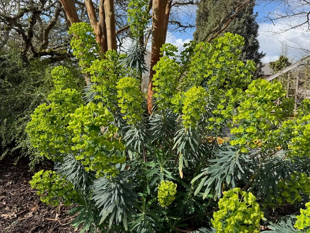 Euphorbia characias subsp. wulfenii | Mediterranean Spurge