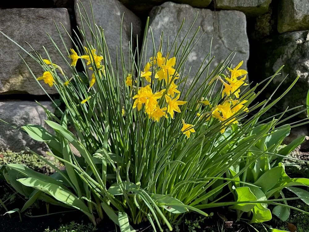 Narcissus x odorus 'Campernelle' 02.jpeg