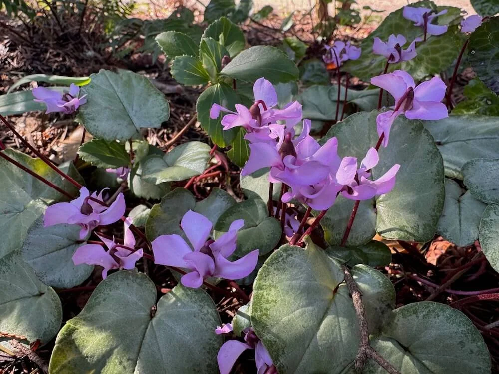 Cyclamen coum Pewter Group 02.jpeg