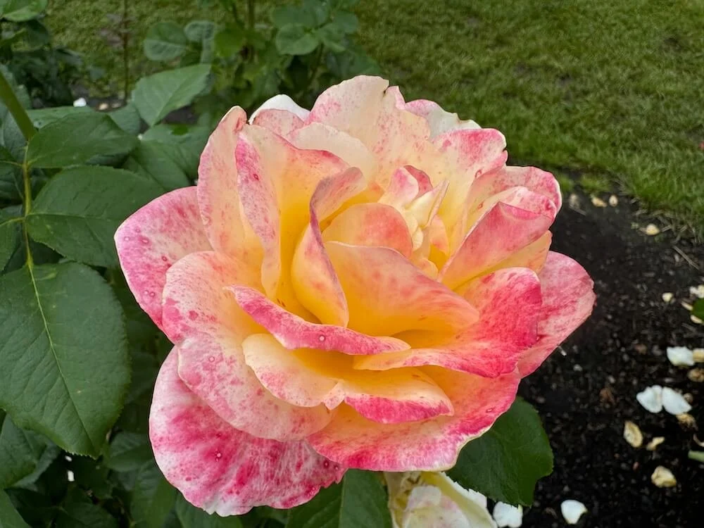 Rosa 'Make Me Blush' 01.jpeg