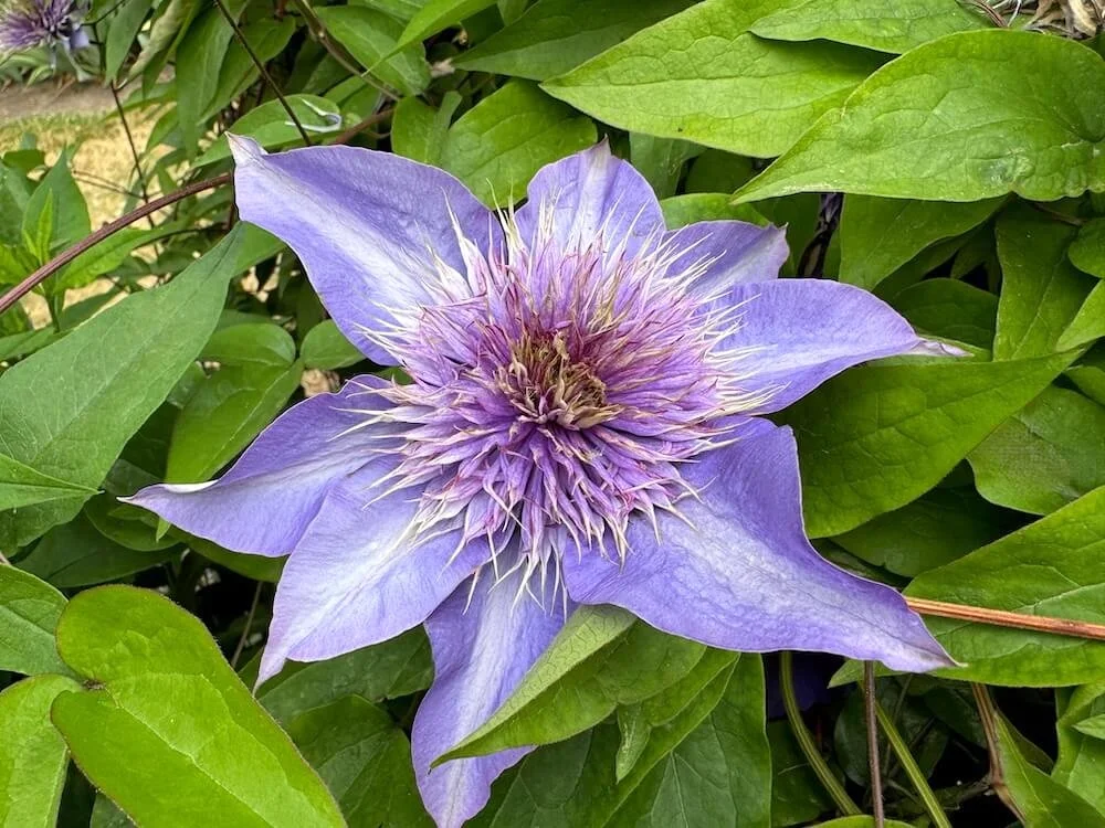 Clematis 'Multi Blue' 04.jpeg
