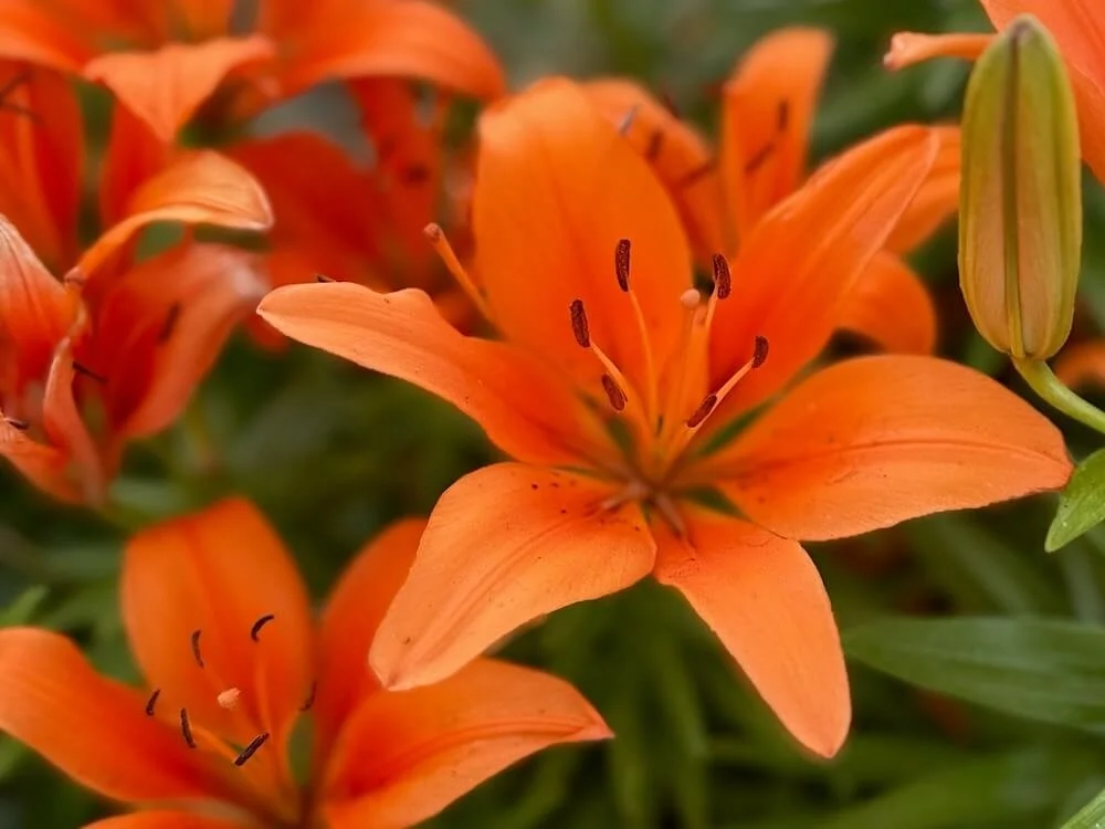 Lilium 'Matrix Orange' 02.jpeg