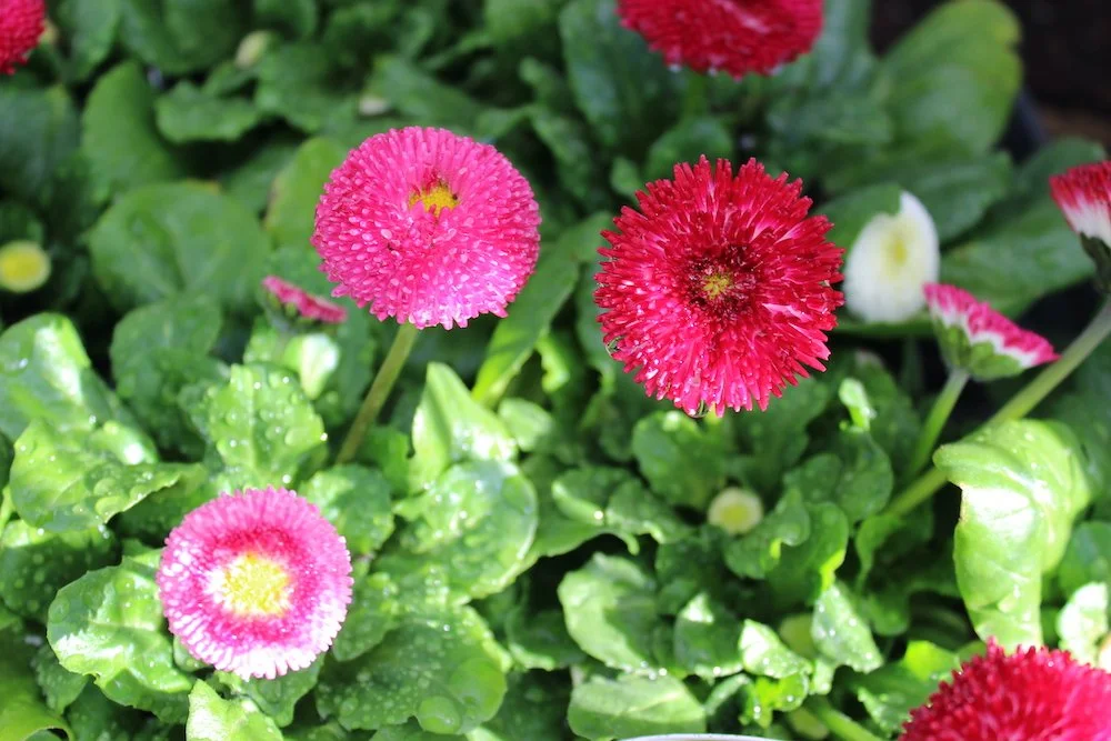 Ravenna Gardens 10.JPG