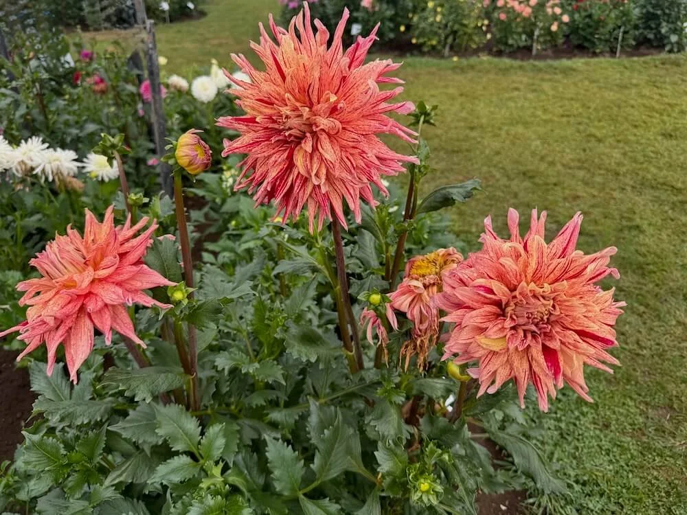 Dahlia 'Maniac' 03.jpeg