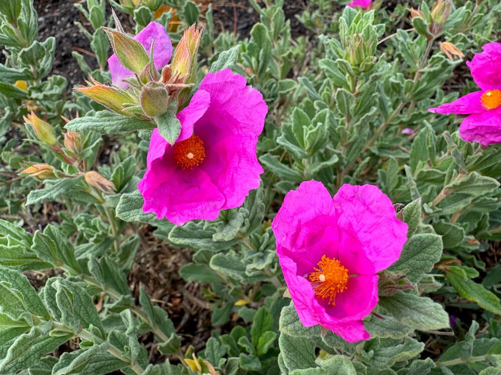 Cistus x pulverulentus 'Sunset' 04.jpeg