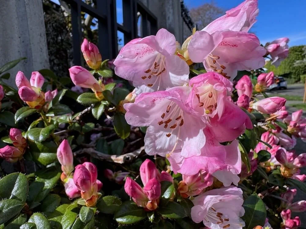 Rhododendron cilpinense 02.jpeg