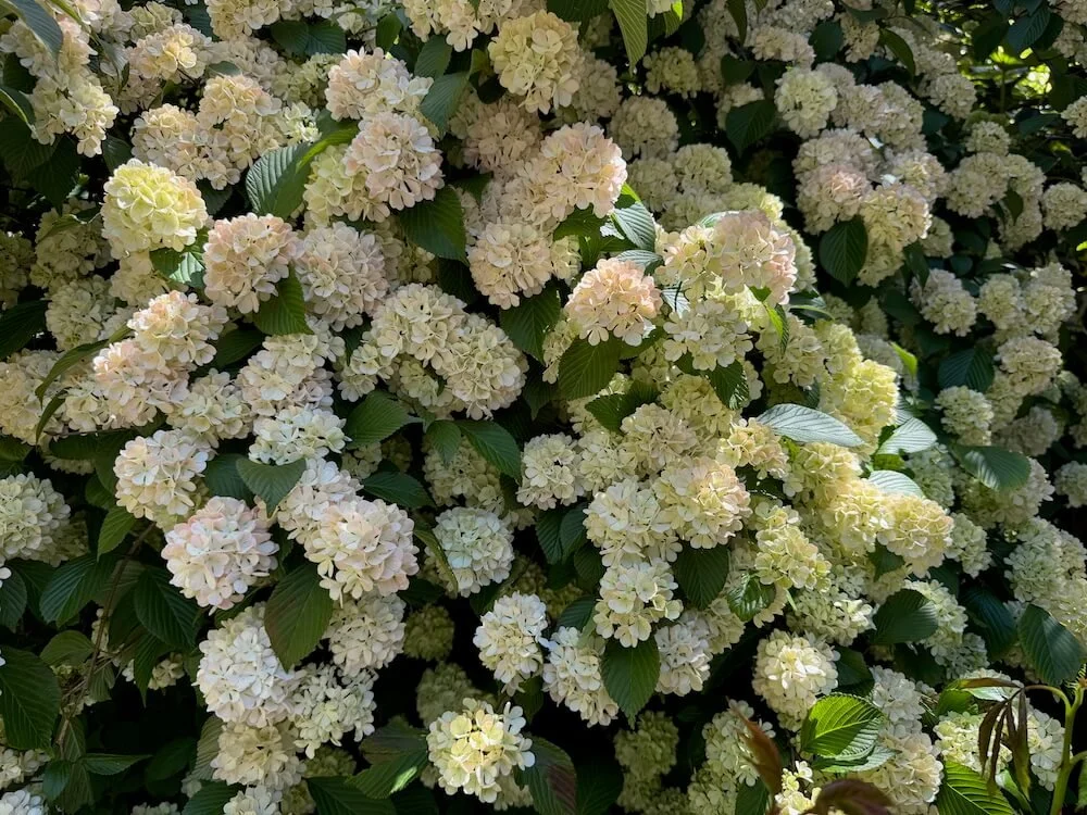 Viburnum plicatum f. plicatum 'Mary Milton' 07.jpeg