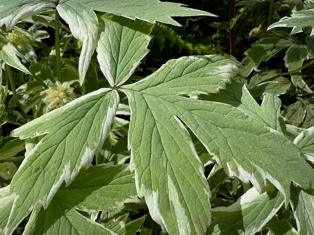 Hydrophyllum tenuipes 'EP Variegated' 02.jpeg (Copy)