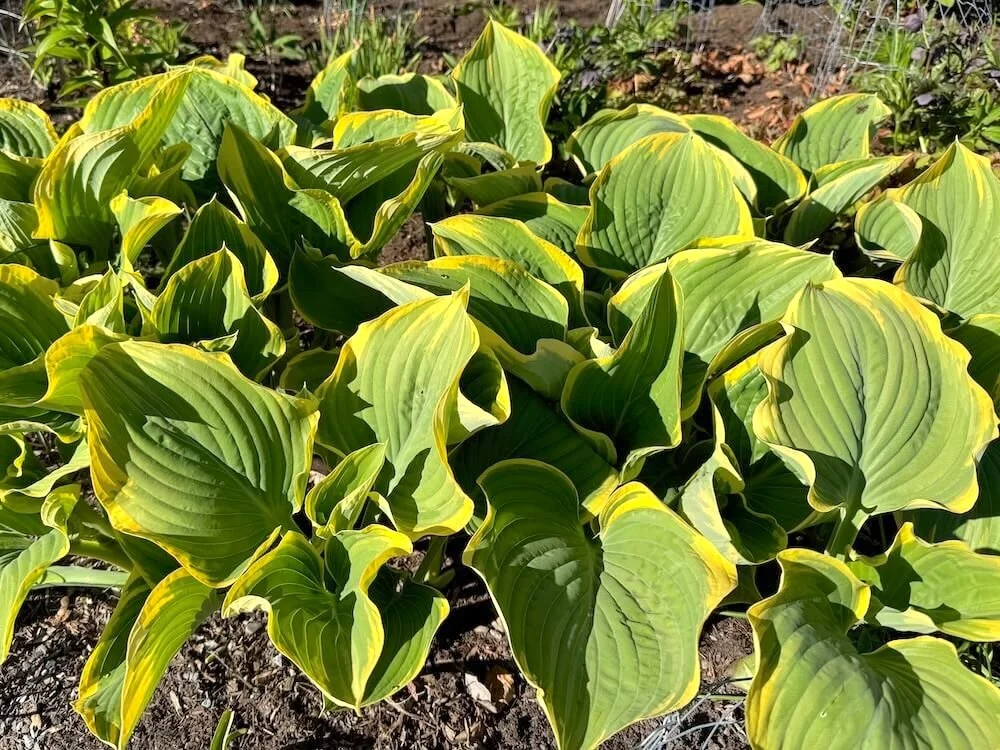 Hosta 'Sagae' 03.jpeg
