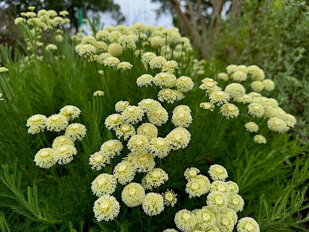 Santolina chamaecyparissus 'Lemon Queen' 01.jpeg