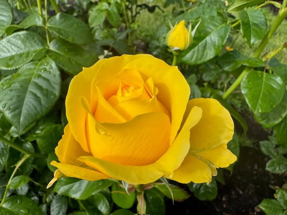 Rosa 'Monkey Business' 01.jpeg