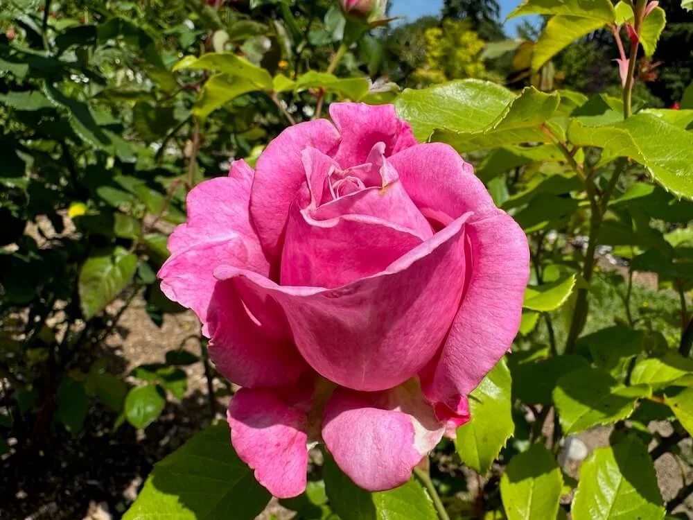 Rosa 'Wekblunez' 01.jpeg