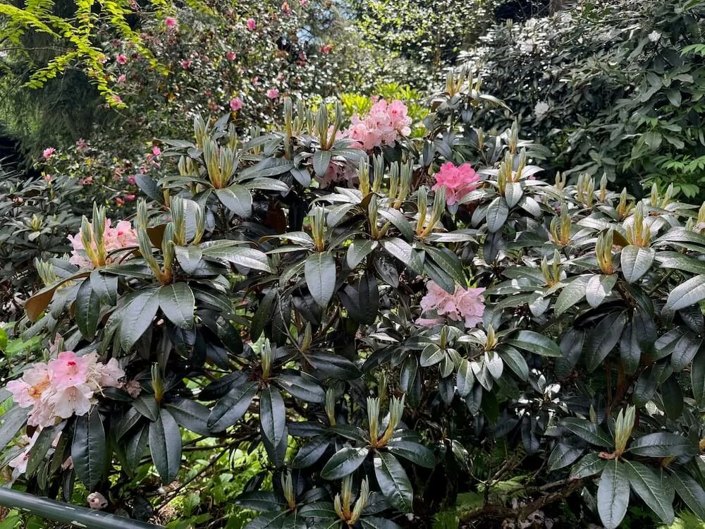 Rhododendron 'Marissa' 03.jpeg