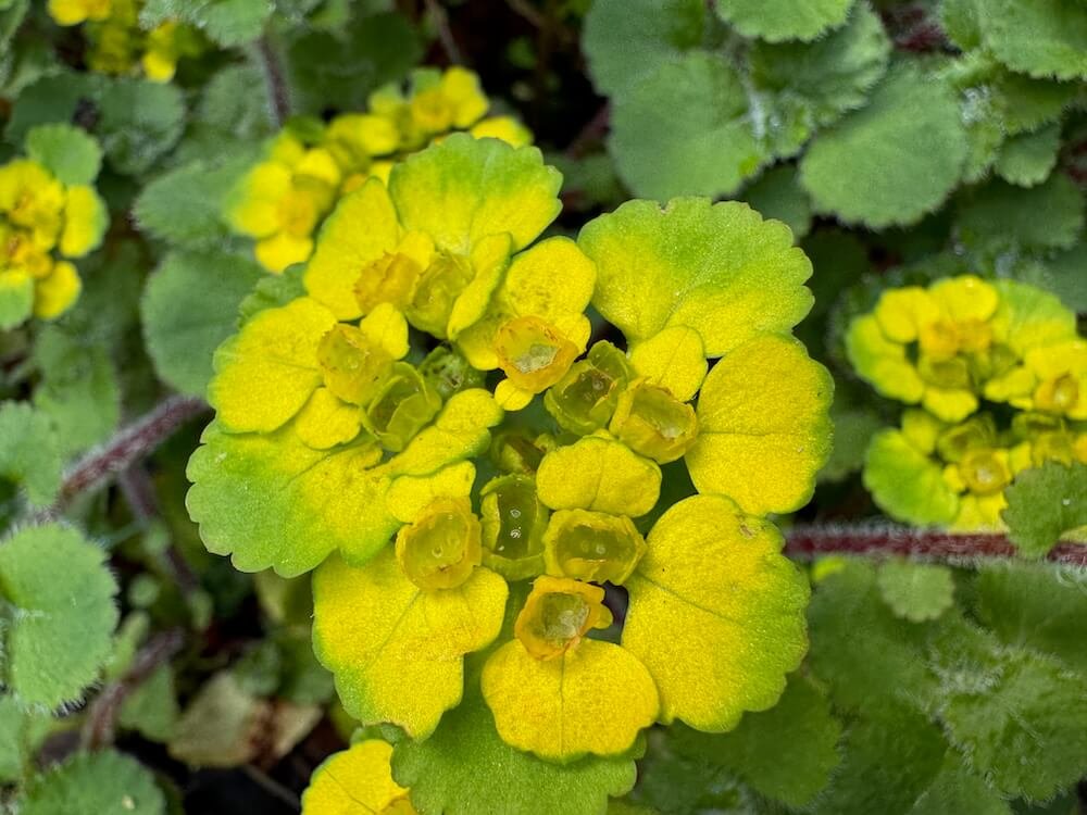 Chrysosplenium alternifolium | Alternate-leaf Golden Saxifrage