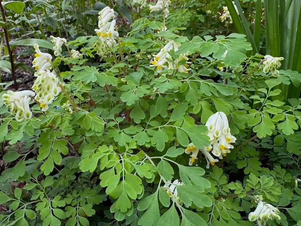 Corydalis ochroleuca 02.jpeg