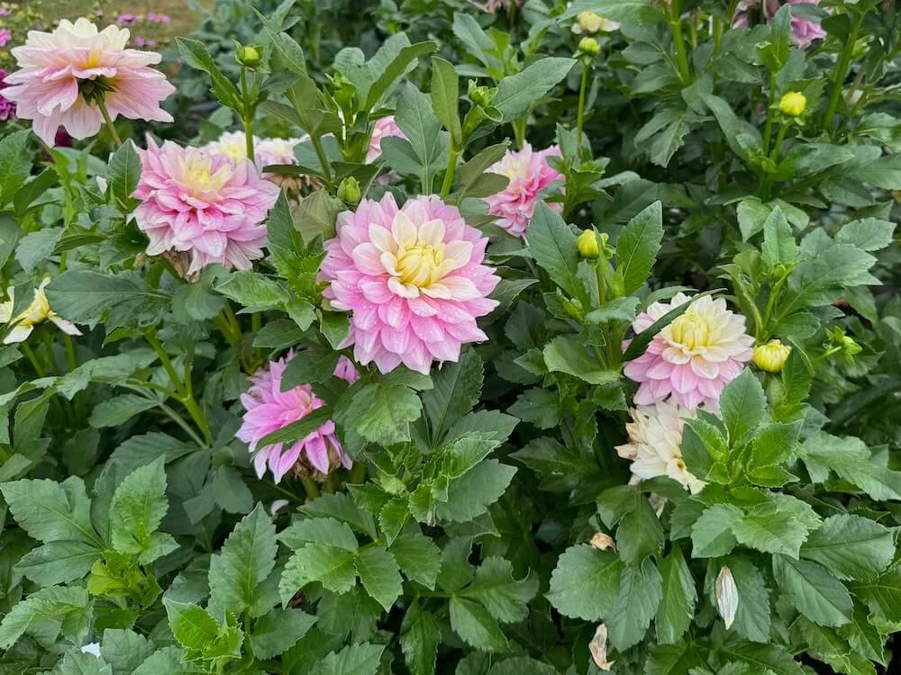 Dahlia 'Petal Faster' 03.jpeg