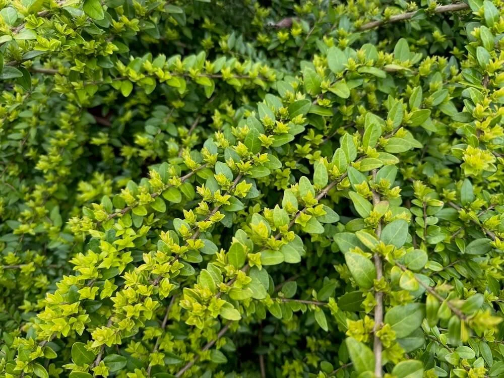 Lonicera pileata 01.jpeg